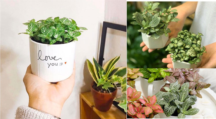 7 loại cây tượng trưng cho tình yêu đẹp và vĩnh cửu