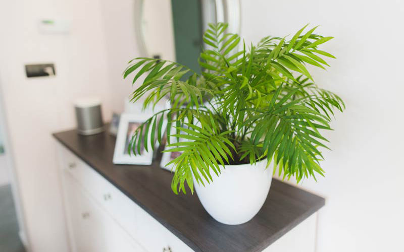 7 loại cây tượng trưng cho tình yêu đẹp và vĩnh cửu