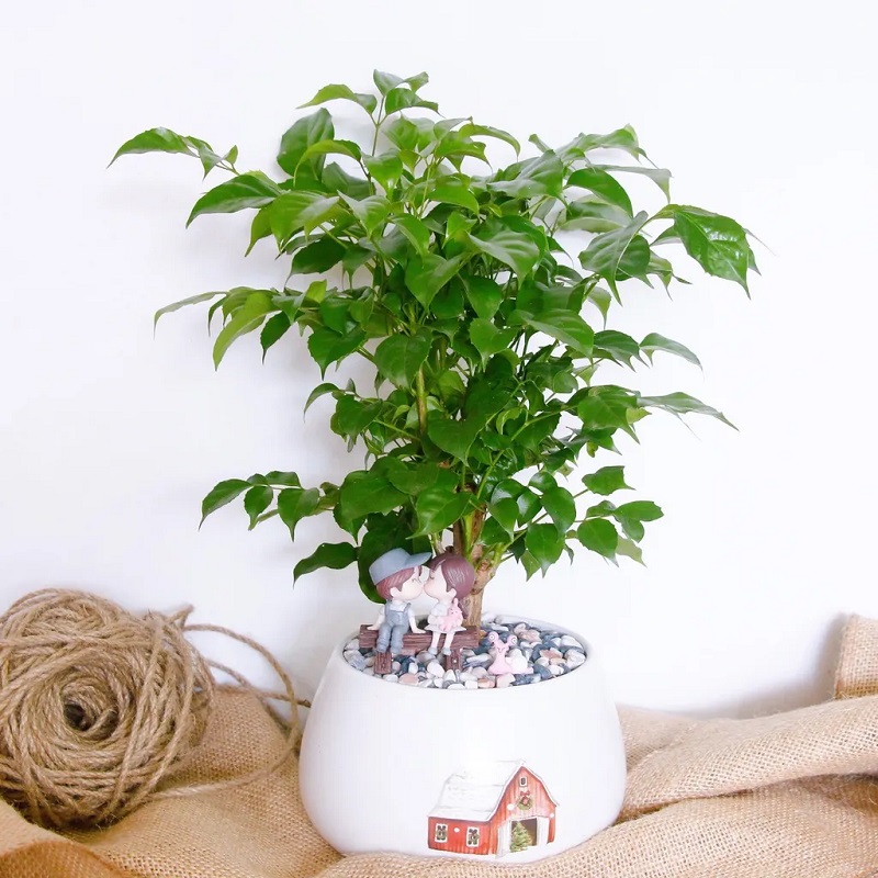 7 loại cây tượng trưng cho tình yêu đẹp và vĩnh cửu