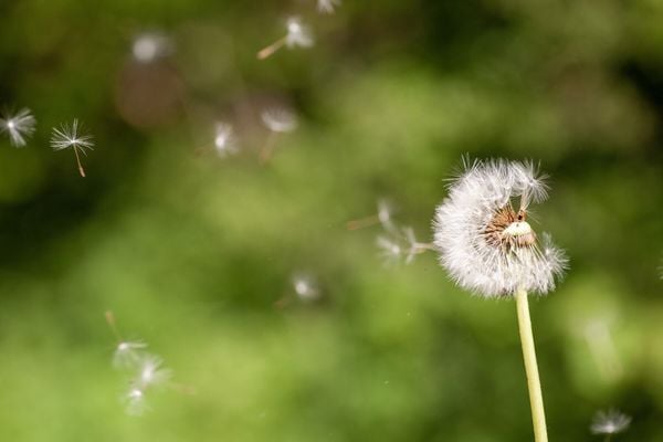 5 loài hoa tượng trưng cho sự chờ đợi
