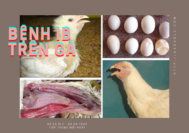 BỆNH IB TRÊN GÀ - TIẾT LỘ #4 CÁCH ĐIỀU TRỊ BỆNH IB CHUẨN NHẤT