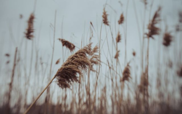 Ảnh hưởng gió tín phong đến Việt Nam