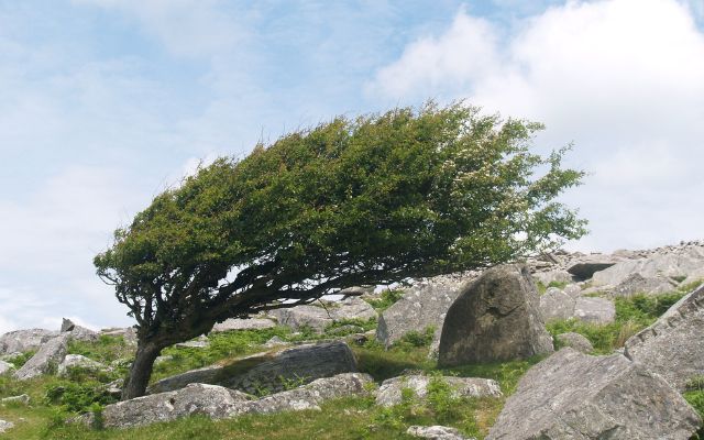 Gió tín phong là gì? Vì sao được gọi là gió mậu dịch?