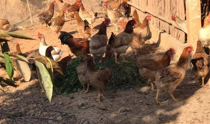 Cách sử dụng thuốc tím cho gà an toàn và hiệu quả