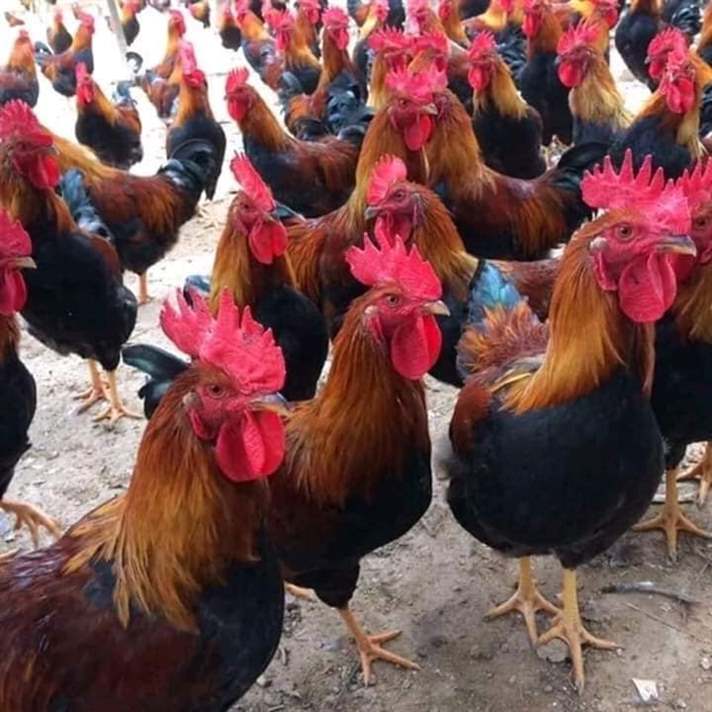 Gà bị liệt chân cần theo dõi và xử lý đúng cách