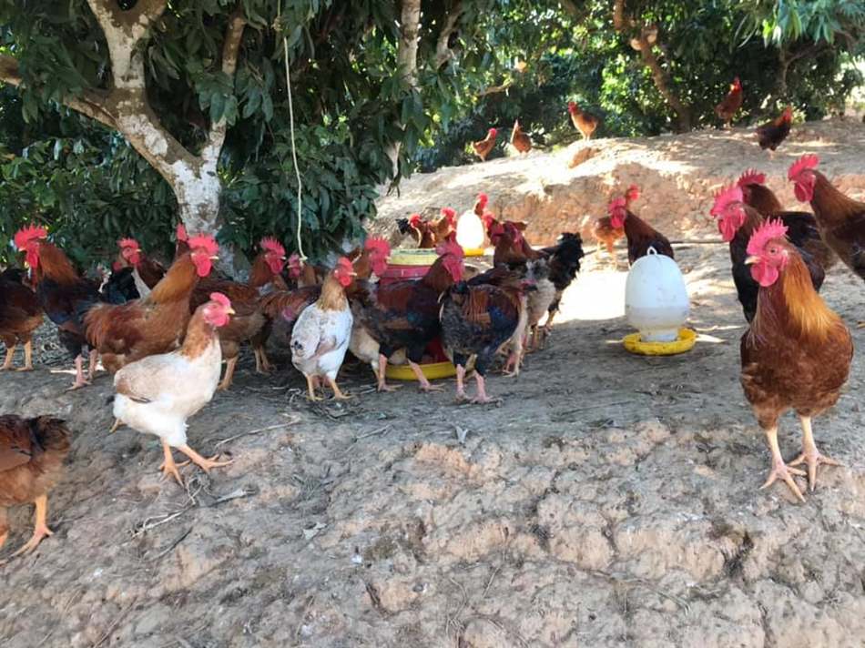 Thuốc tím sử dụng trong chăn nuôi gia cầm