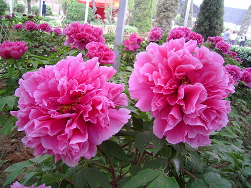 Hoa mẫu đơn màu hồng