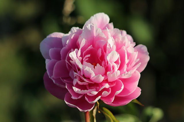 Ý nghĩa hoa peony